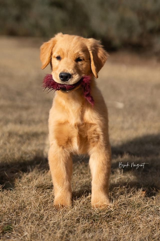 Exceptional Golden Retriever Puppies Available media 19