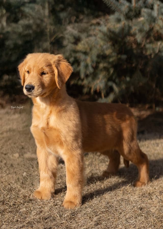 Exceptional Golden Retriever Puppies Available media 20
