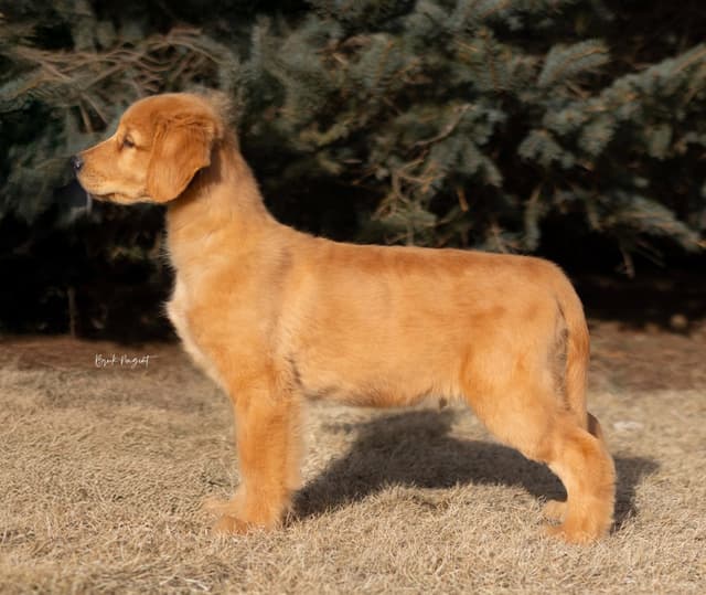 Exceptional Golden Retriever Puppies Available media 21
