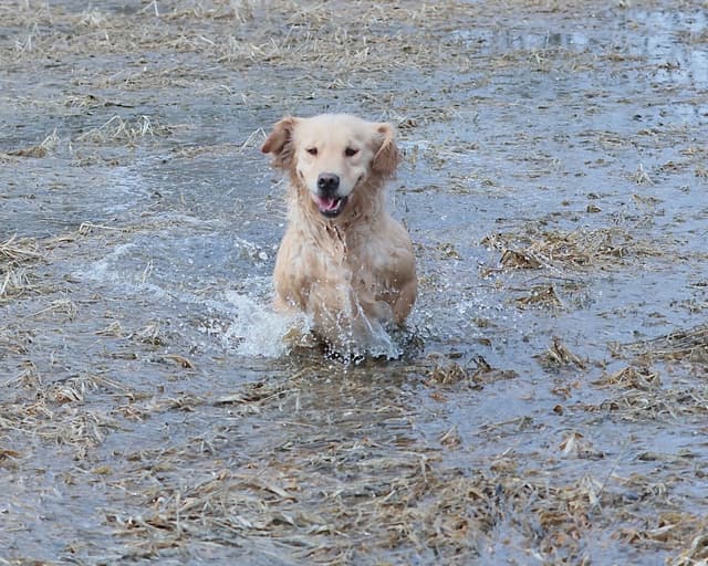 Exceptional Golden Retriever Puppies Available media 25