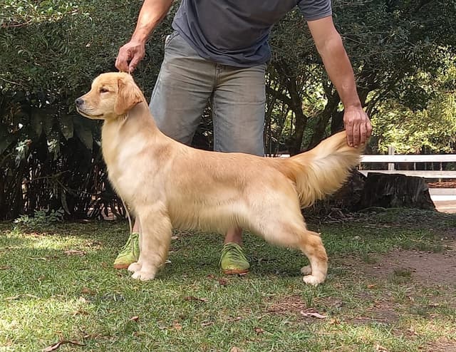 Exceptional Golden Retriever Puppies Available media 7