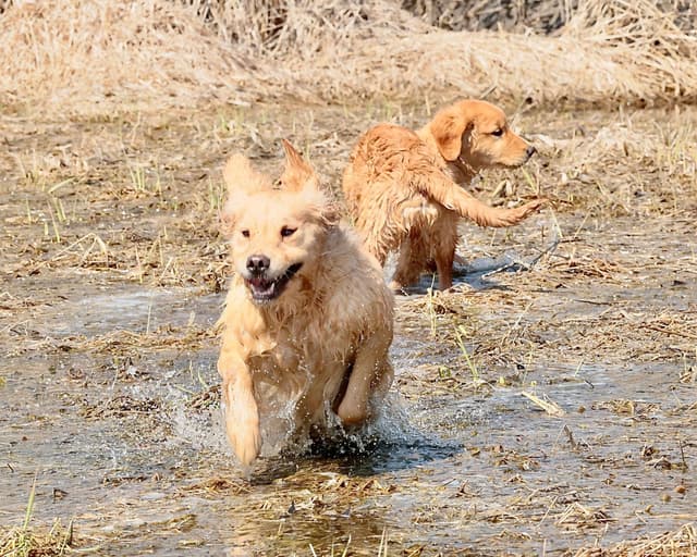 Exceptional Golden Retriever Puppies Available media 24