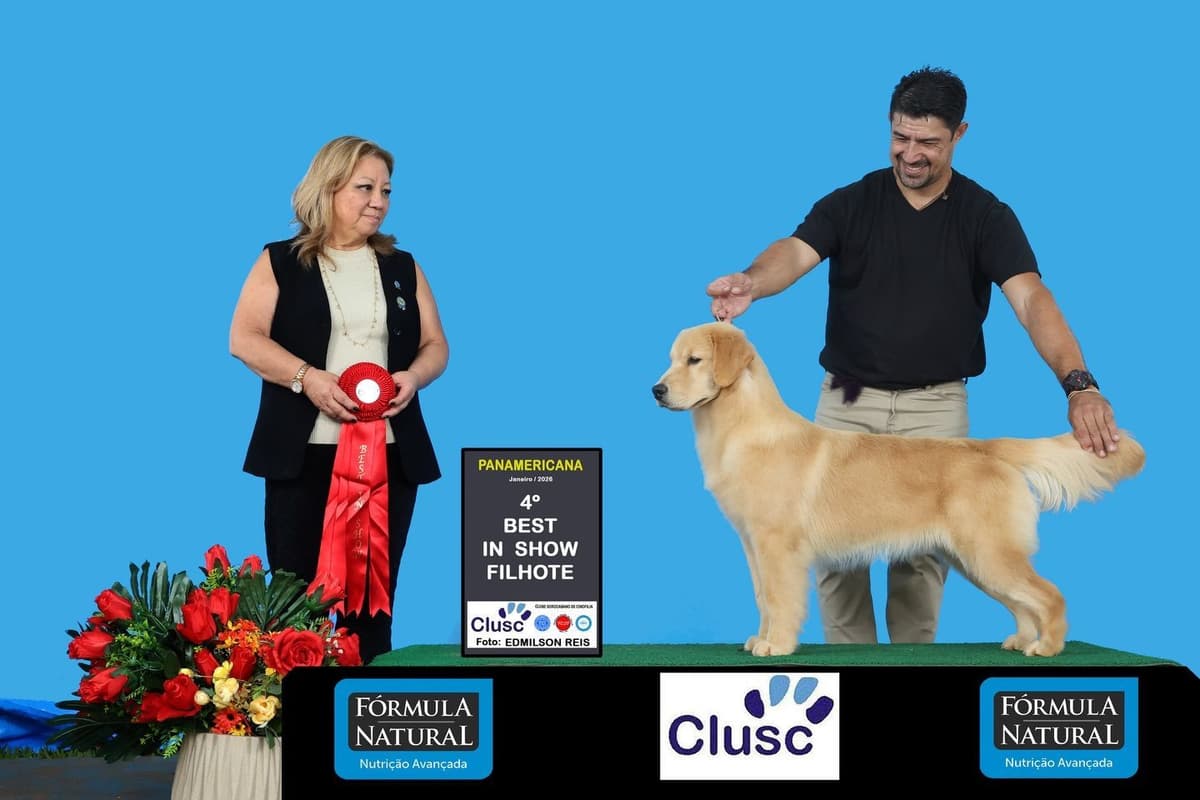 Exceptional Golden Retriever Puppies Available breeder image 2