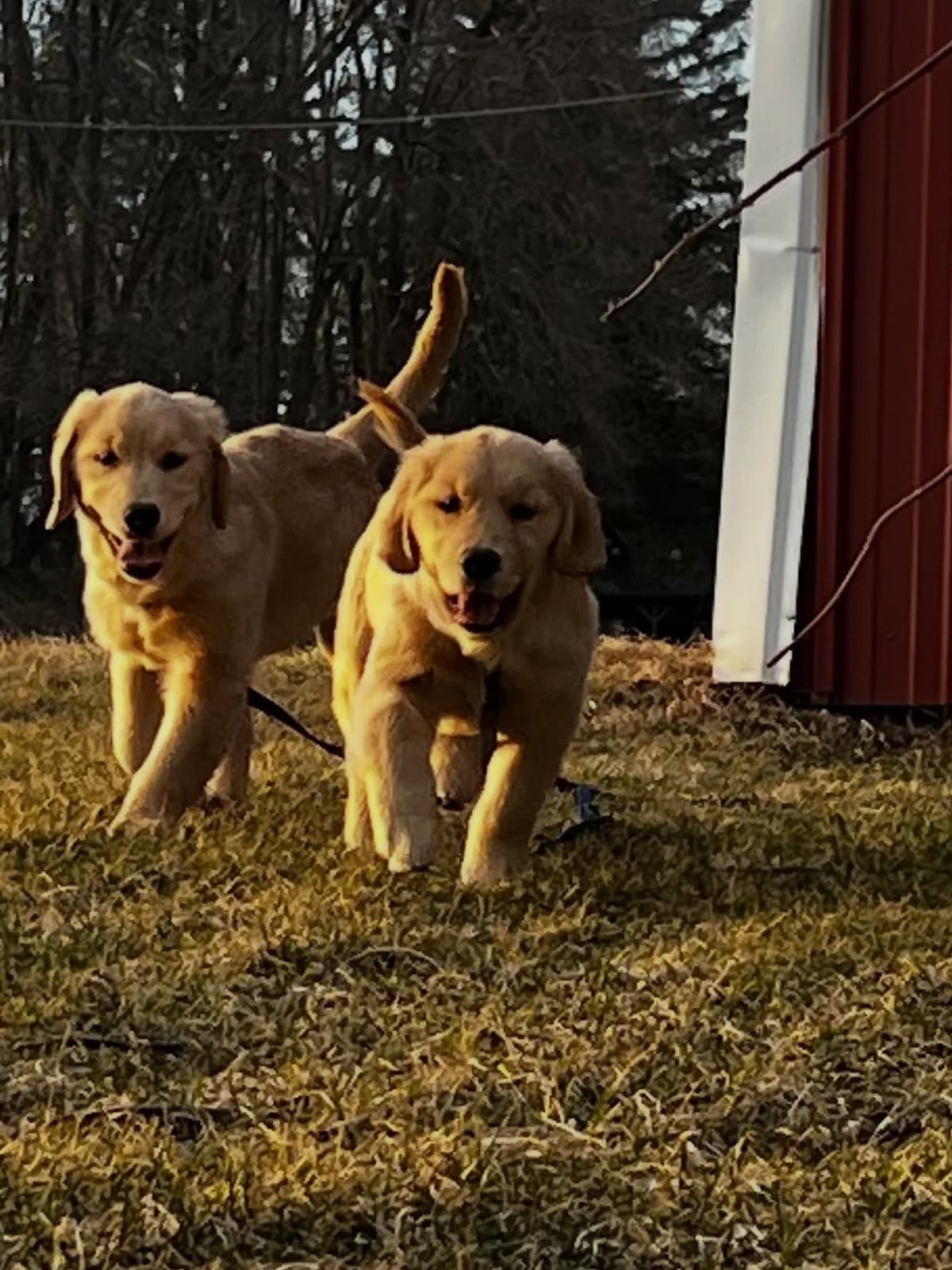 Exceptional Golden Retriever Puppies Available breeder image 8