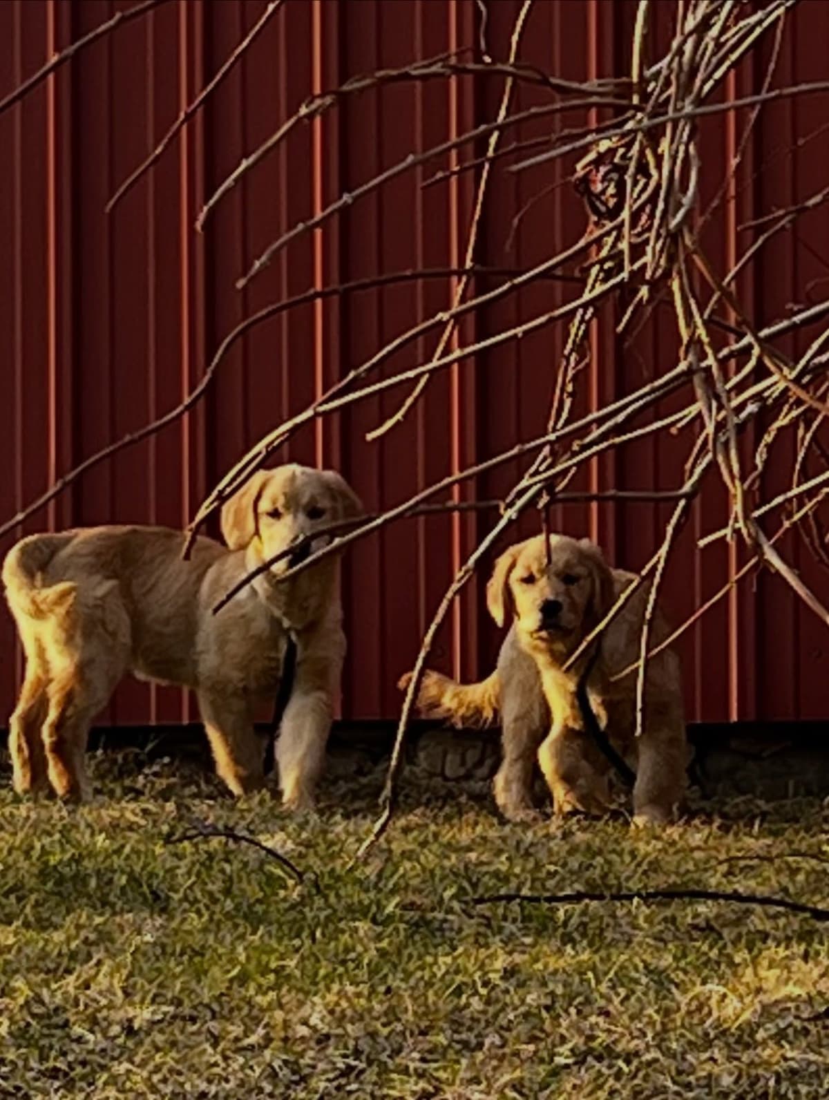 Exceptional Golden Retriever Puppies Available breeder image 9