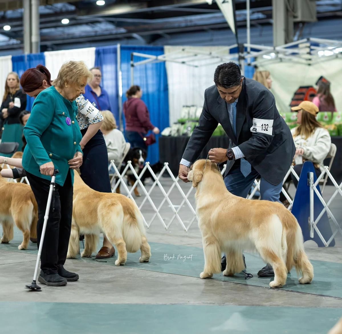 Exceptional Golden Retriever Puppies Available breeder image 12