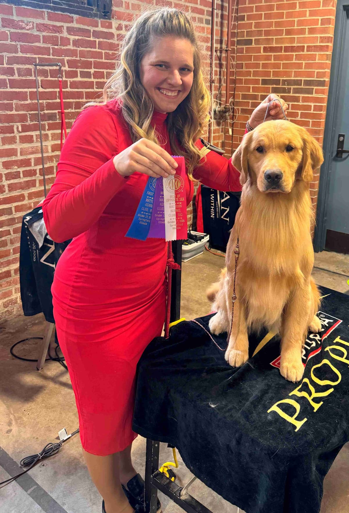 Exceptional Golden Retriever Puppies Available breeder image 16