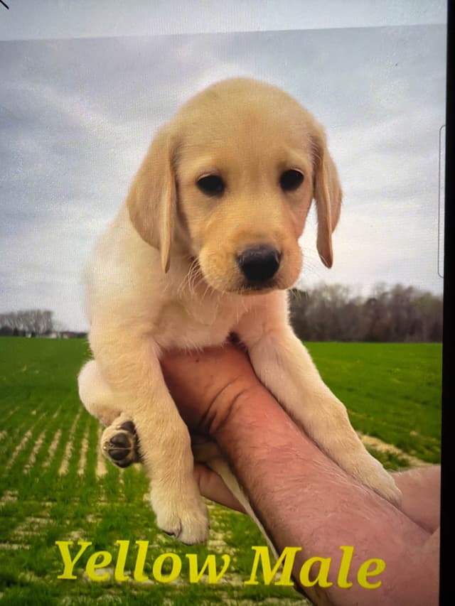 Labrador Retriever Puppies media 2