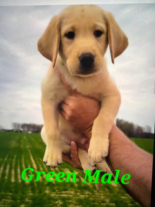 Labrador Retriever Puppies media 3