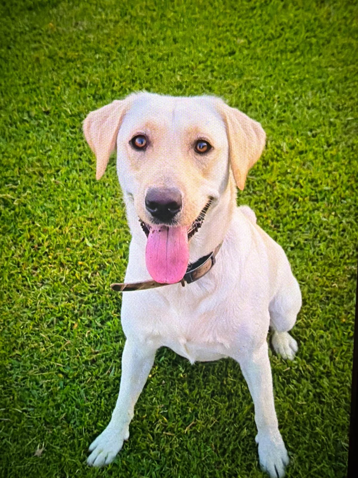 Labrador Retriever Puppies breeder image 1