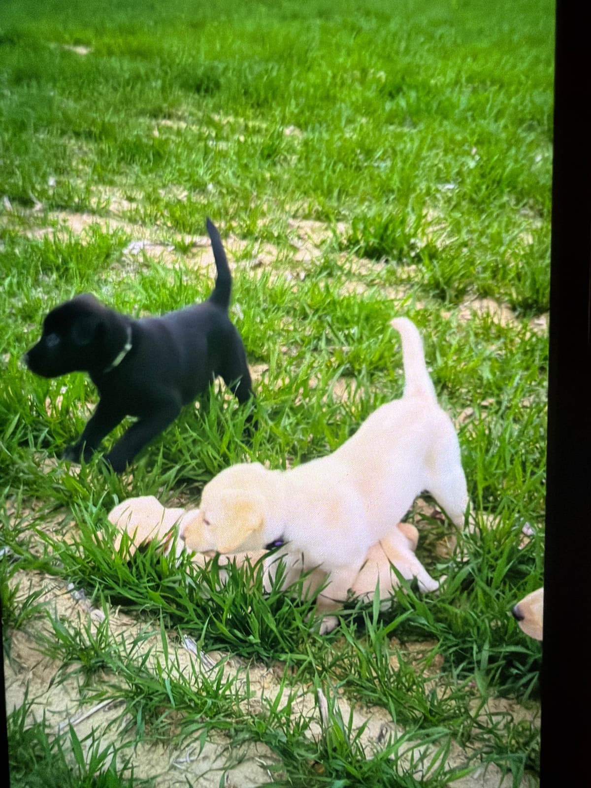 Labrador Retriever Puppies breeder image 3
