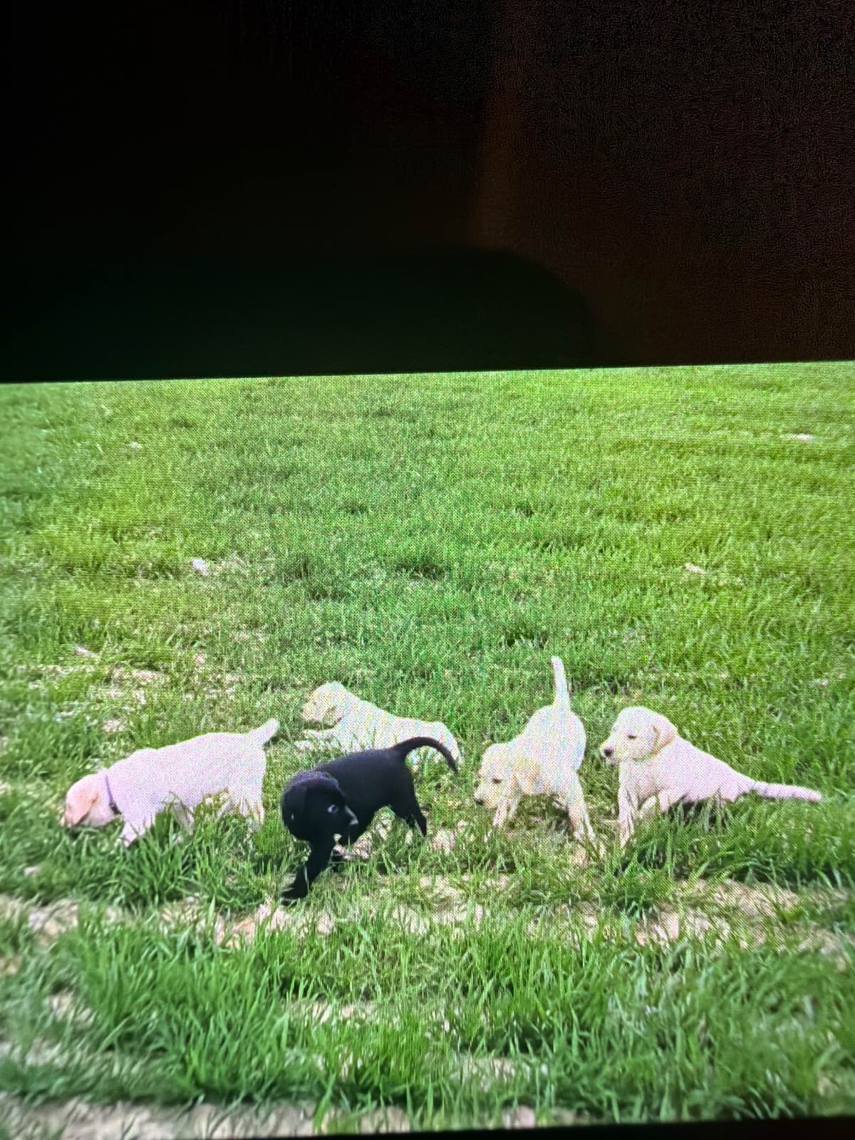 Labrador Retriever Puppies breeder image 4