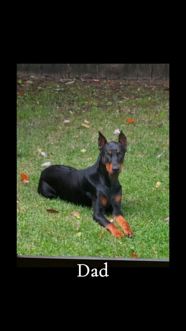 Doberman Pinscher Puppies media 13