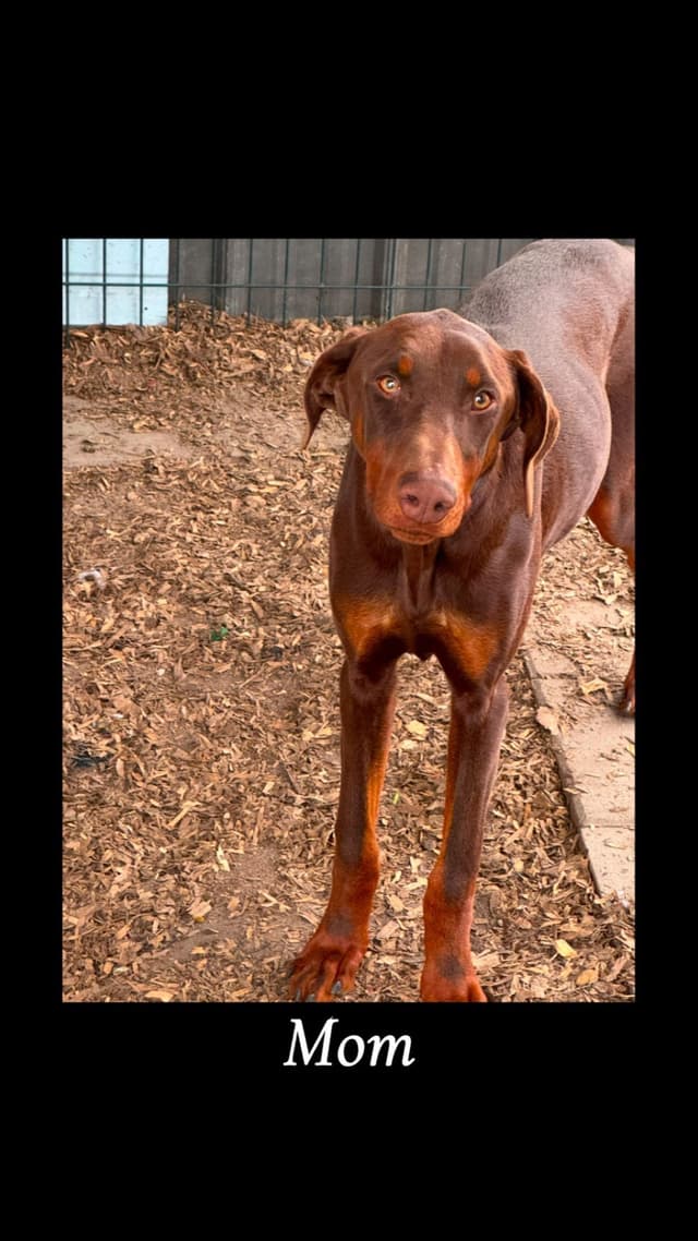 Doberman Pinscher Puppies media 15