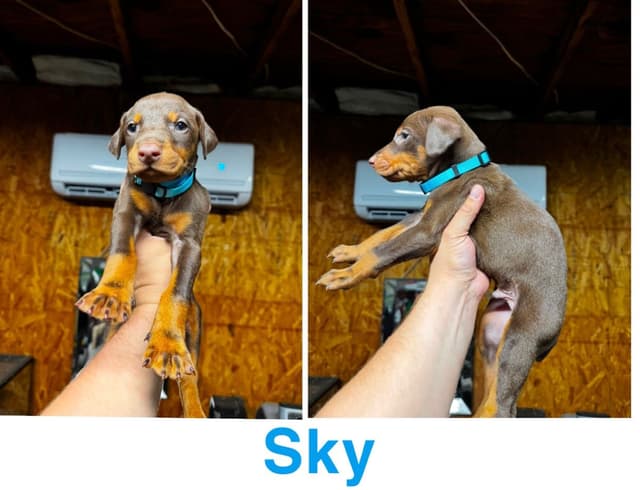 Doberman Pinscher Puppies media 11