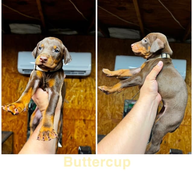 Doberman Pinscher Puppies media 12
