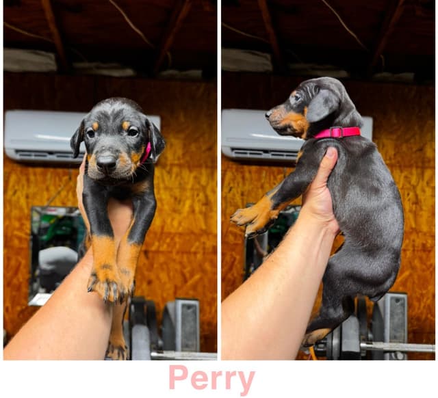 Doberman Pinscher Puppies media 6