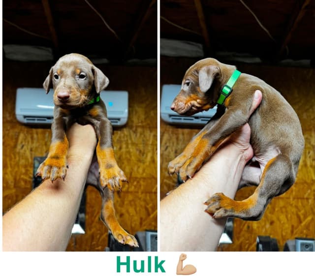 Doberman Pinscher Puppies media 3
