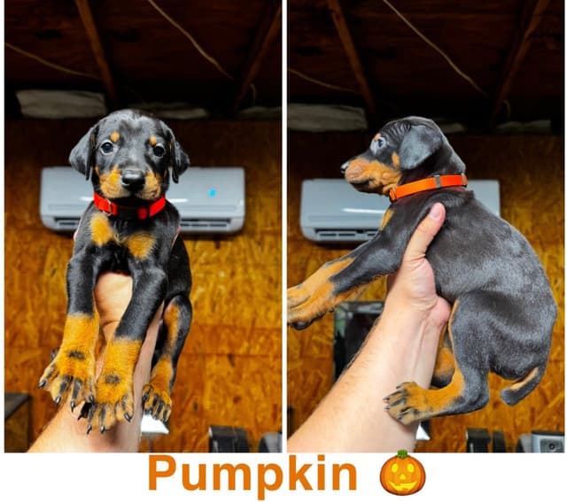 Doberman Pinscher Puppies media 2