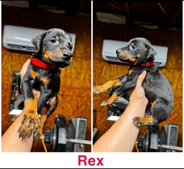 Doberman Pinscher Puppies media 4
