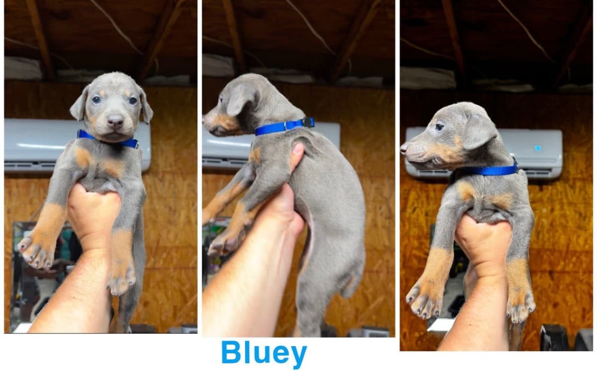 Doberman Pinscher Puppies breeder image 6