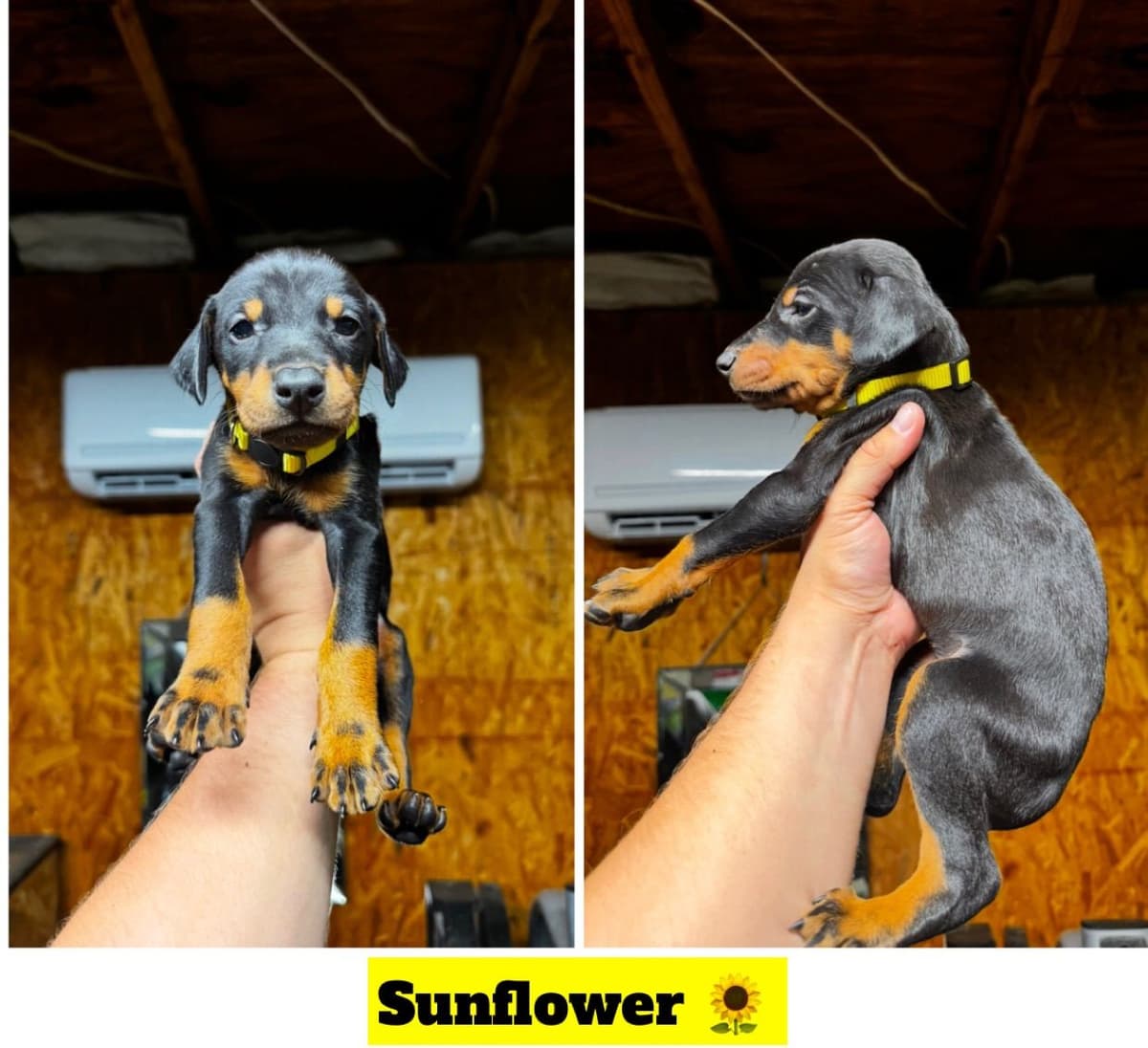 Doberman Pinscher Puppies breeder image 9