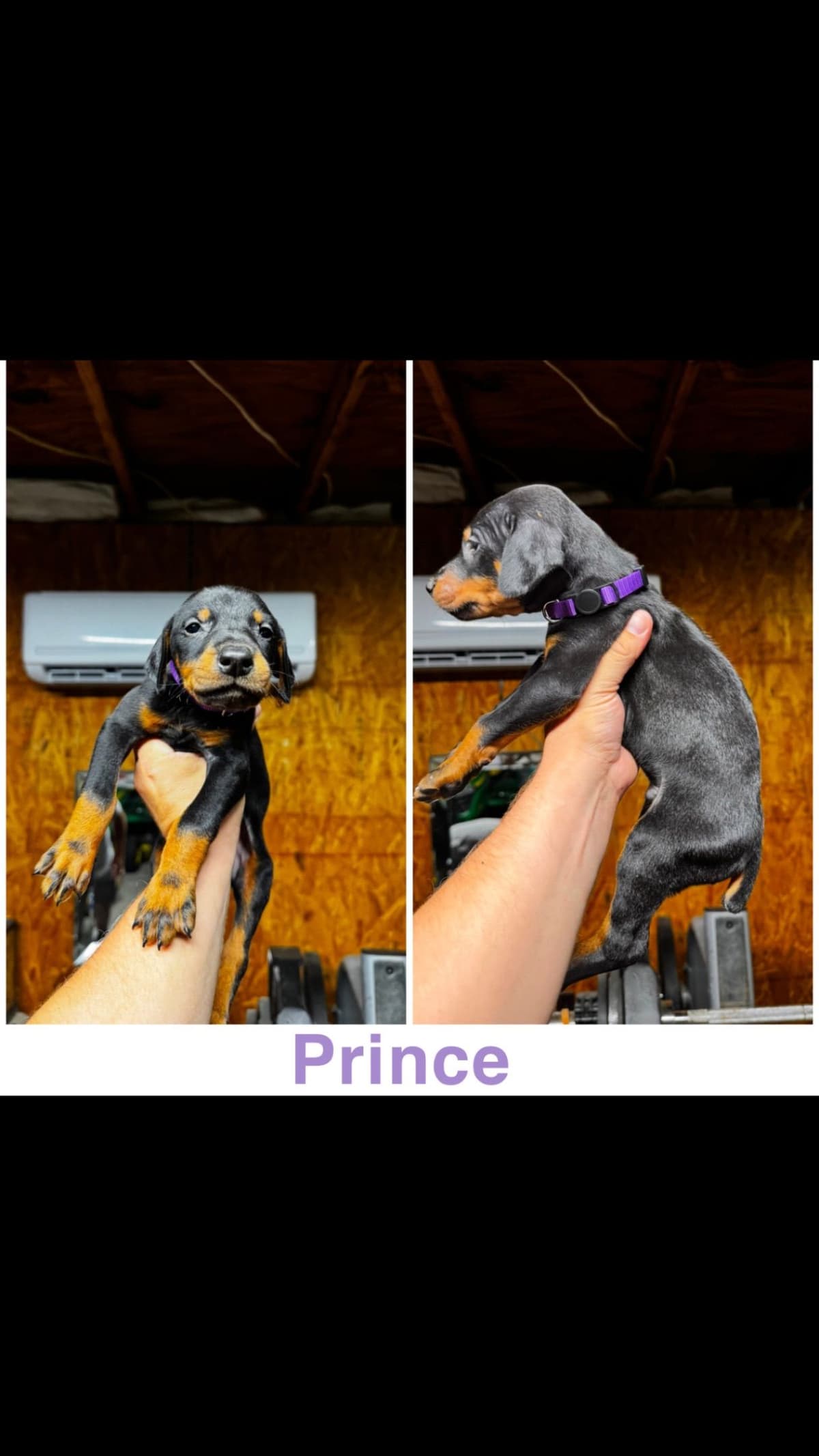 Doberman Pinscher Puppies breeder image 10