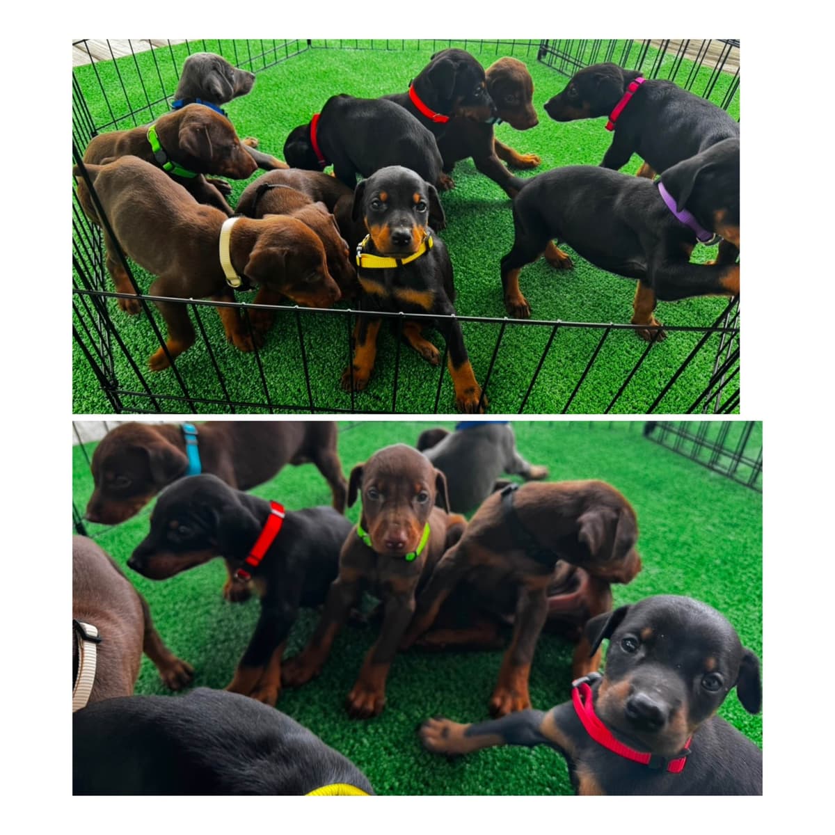 Doberman Pinscher Puppies breeder image 1