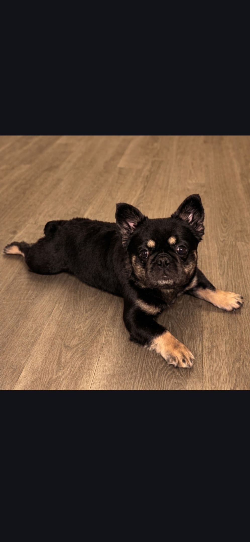 French Bulldog Puppy ready for home🐾 breeder image 1