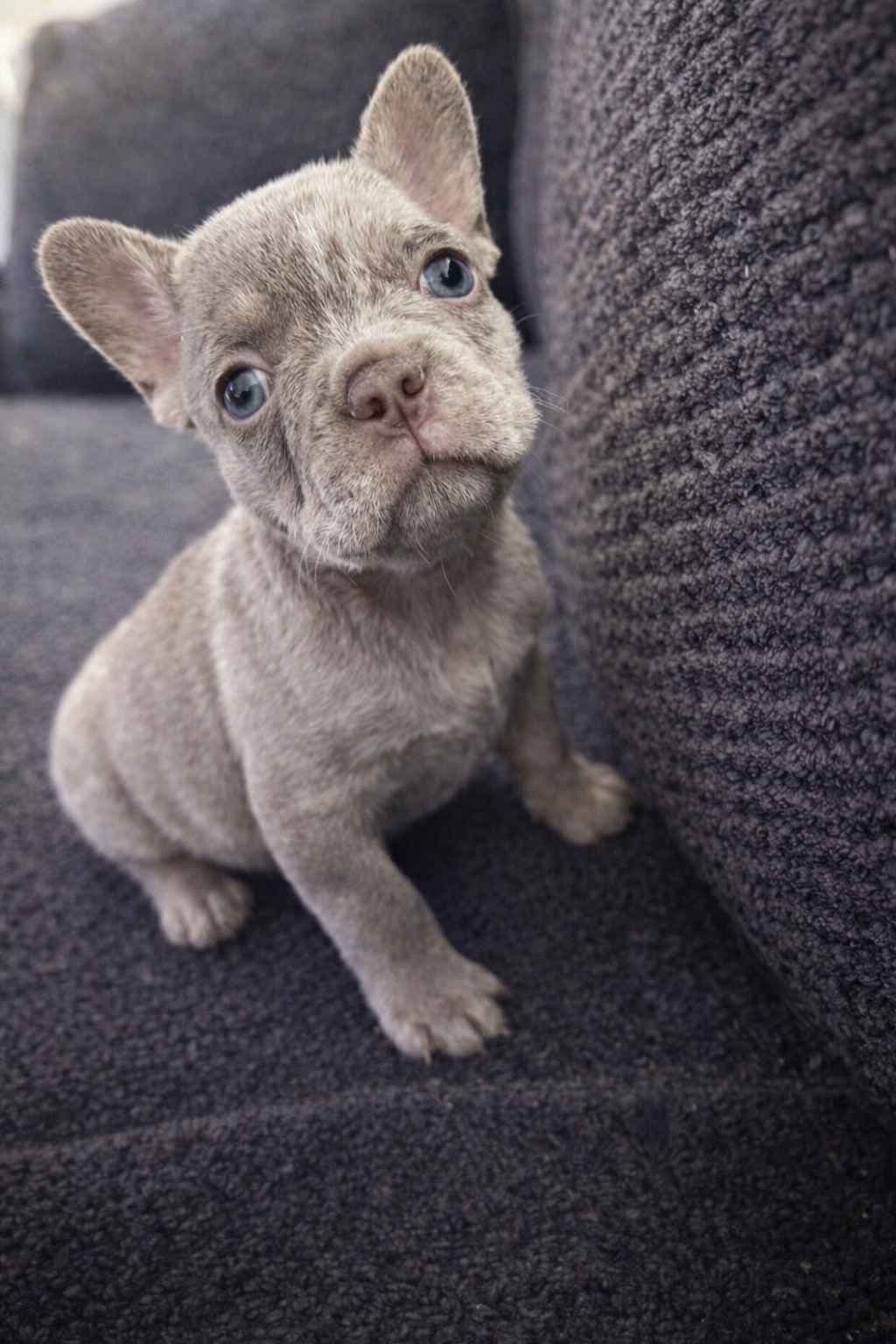 French Bulldog Puppy ready for home🐾 breeder image 4