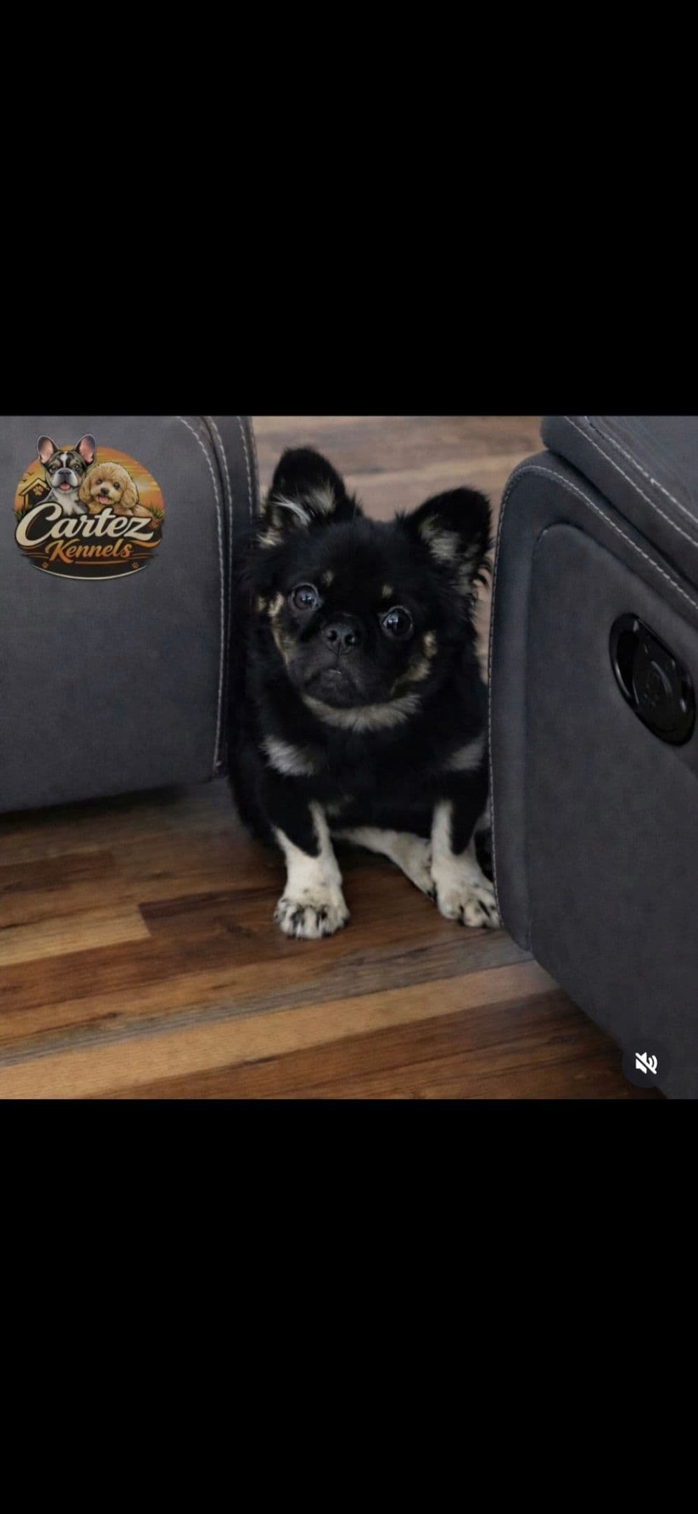 French Bulldog Puppy ready for home🐾 breeder image 7