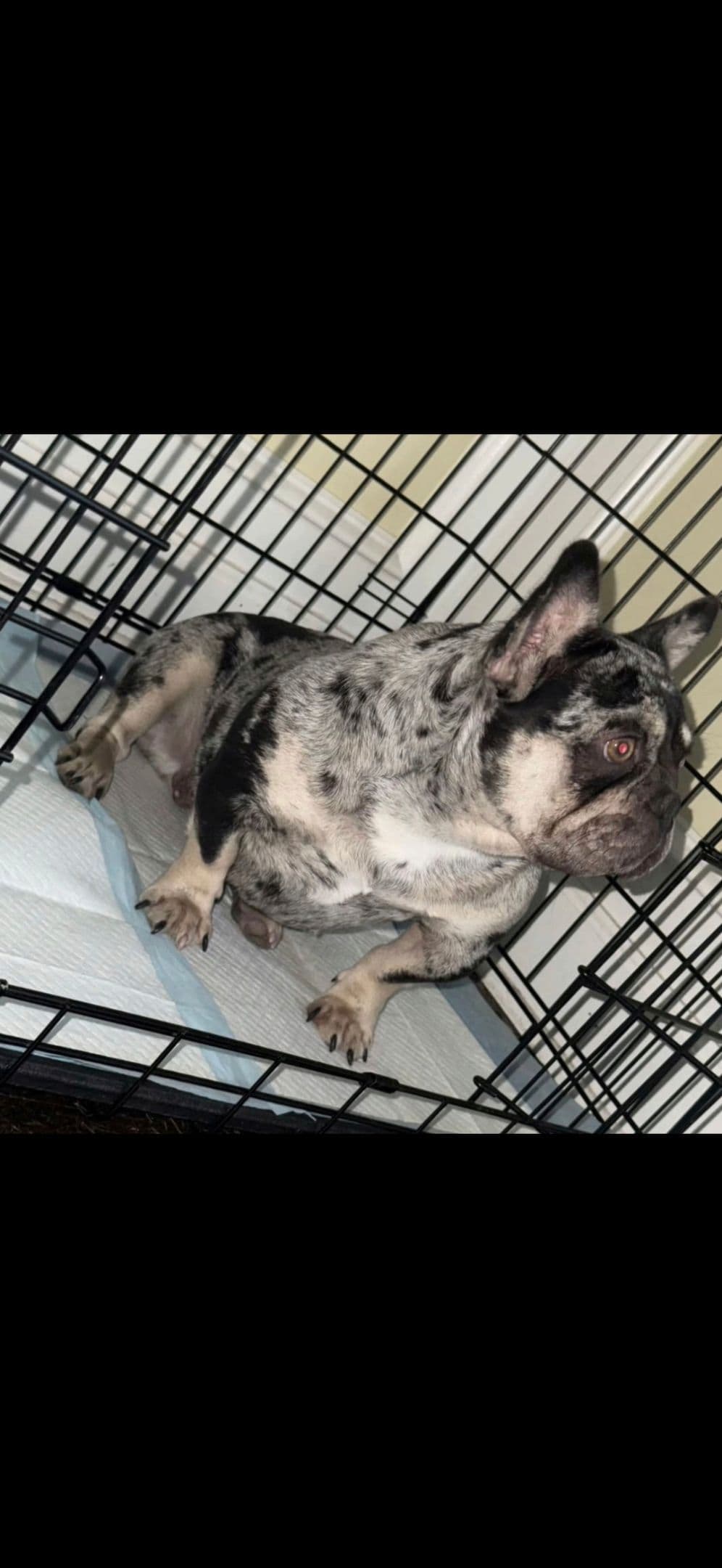 French Bulldog Puppy ready for home🐾 breeder image 8