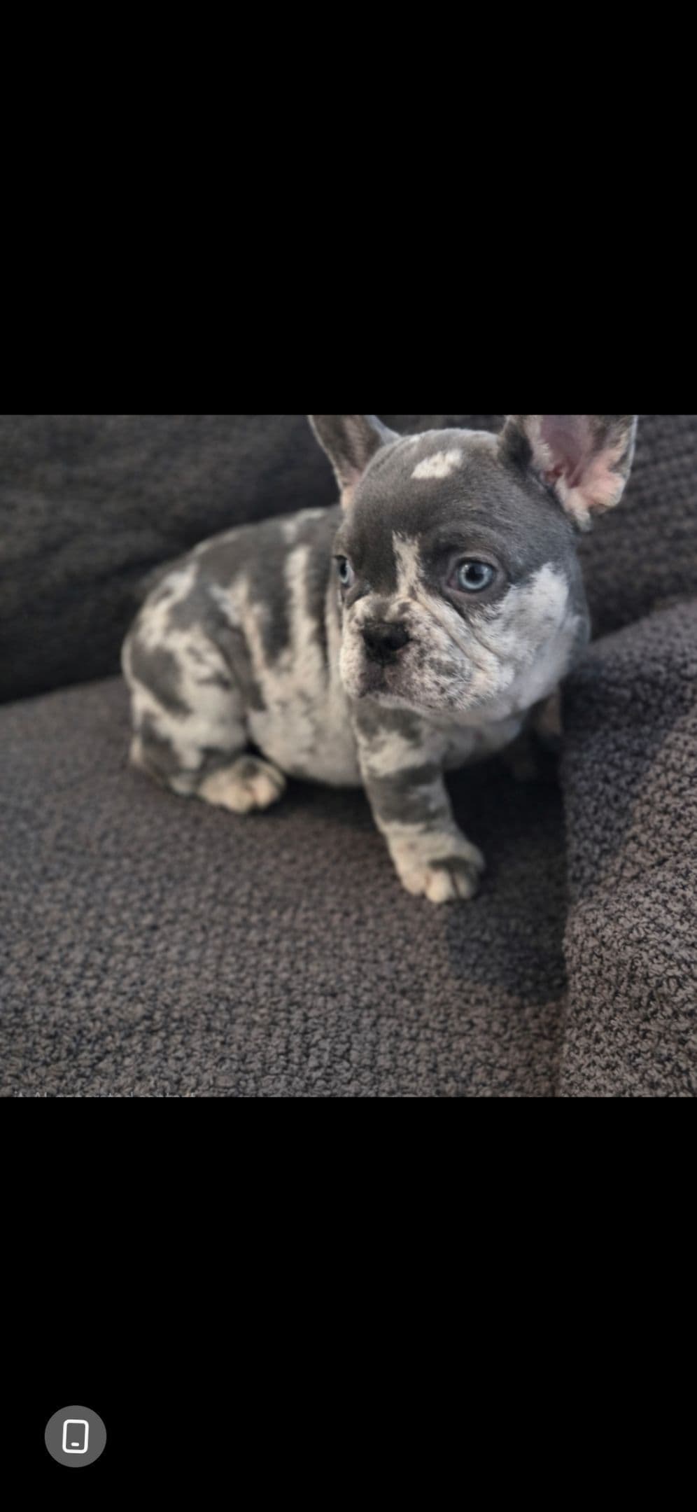 French Bulldog Puppy ready for home🐾 breeder image 10