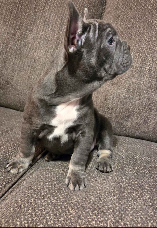 French Bulldog Puppy ready for home🐾 media 2