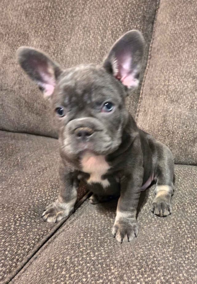French Bulldog Puppy ready for home🐾 media 3
