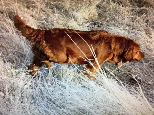 Golden Retriever Puppies media 3