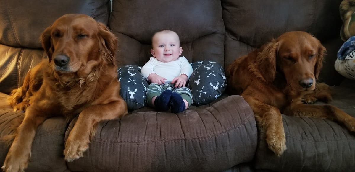 Golden Retriever Puppies breeder image 1