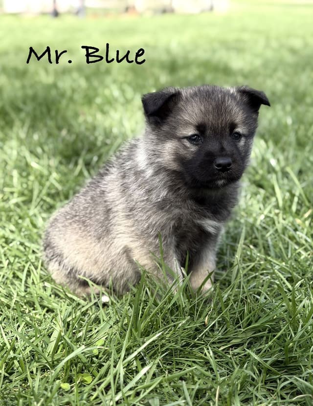 Norwegian Elkhound Puppies media 2