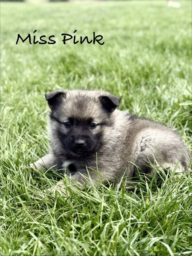 Norwegian Elkhound Puppies media 3