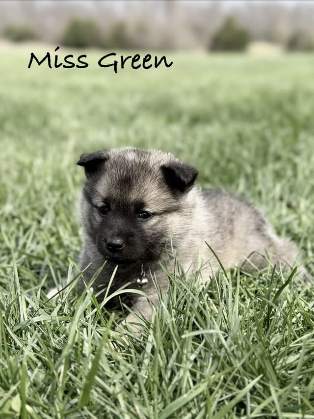 Norwegian Elkhound Puppies media 4