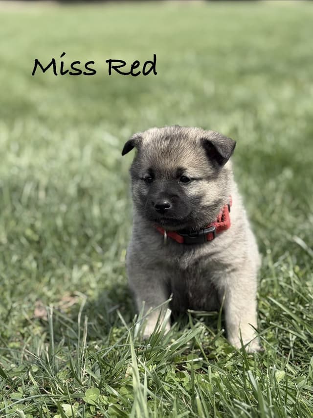 Norwegian Elkhound Puppies media 5