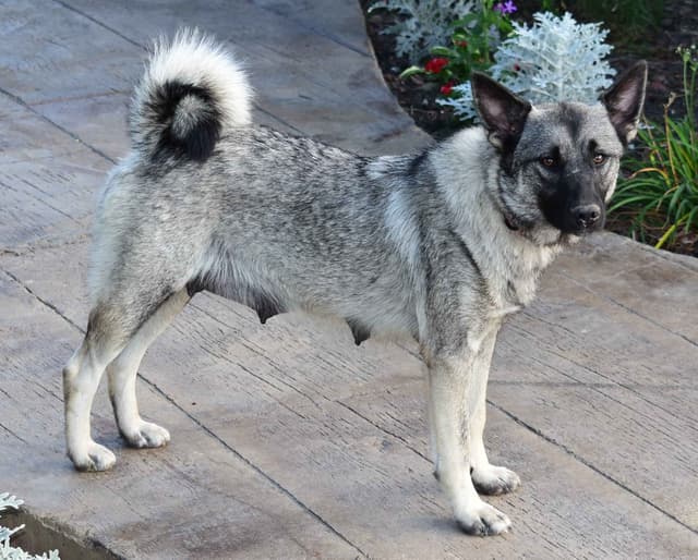 Norwegian Elkhound Puppies media 6