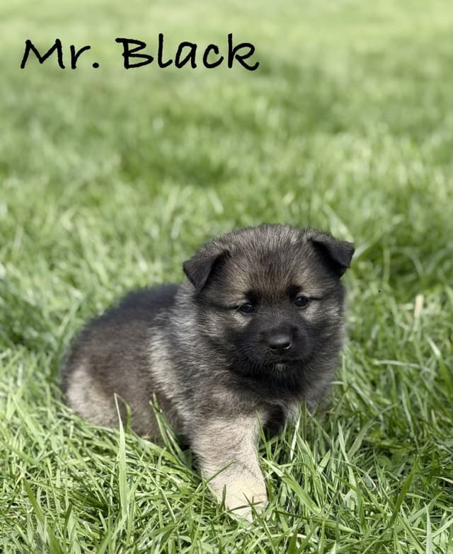 Norwegian Elkhound Puppies media 7