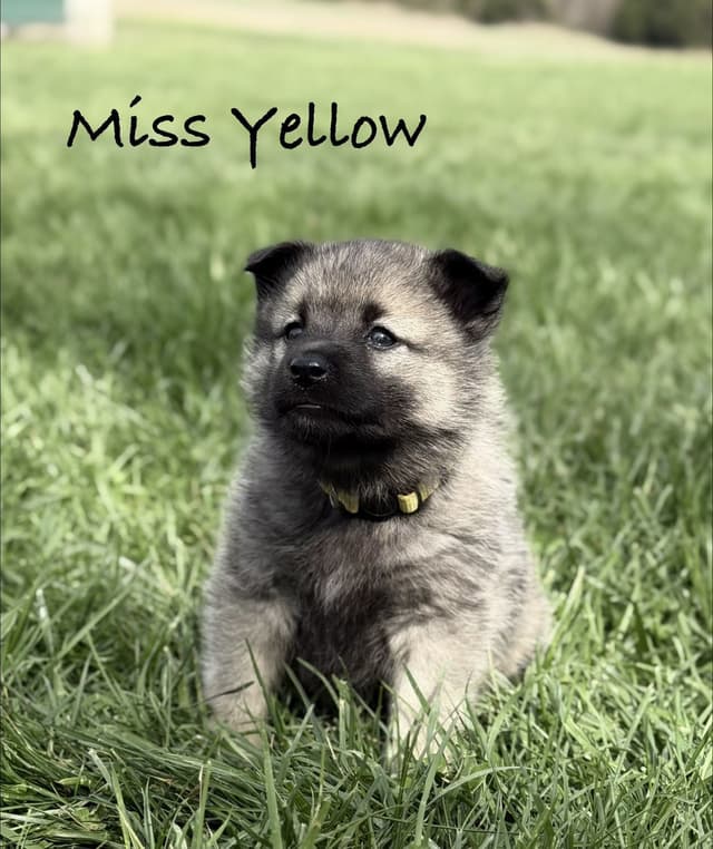 Norwegian Elkhound Puppies media 8