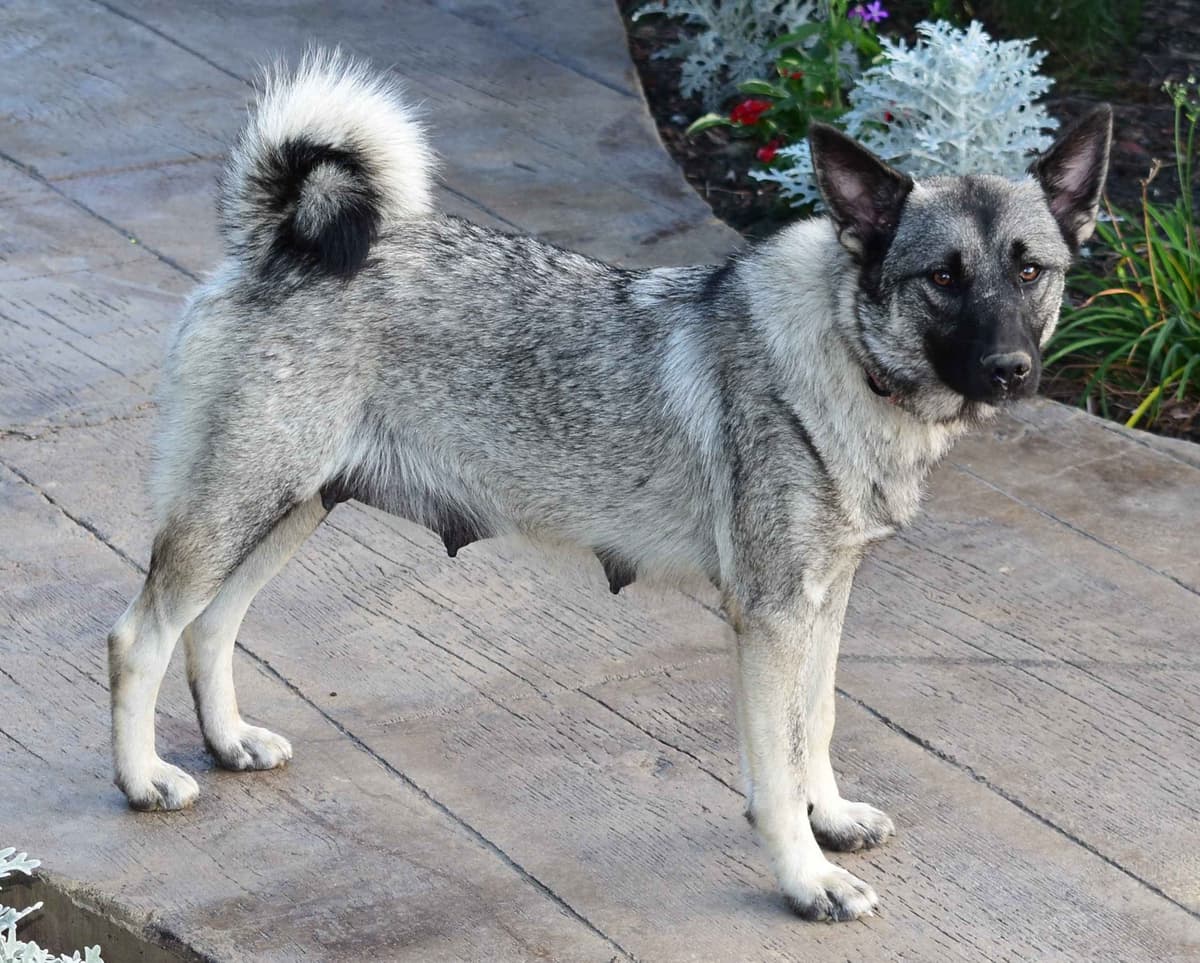 Norwegian Elkhound Puppies breeder image 3