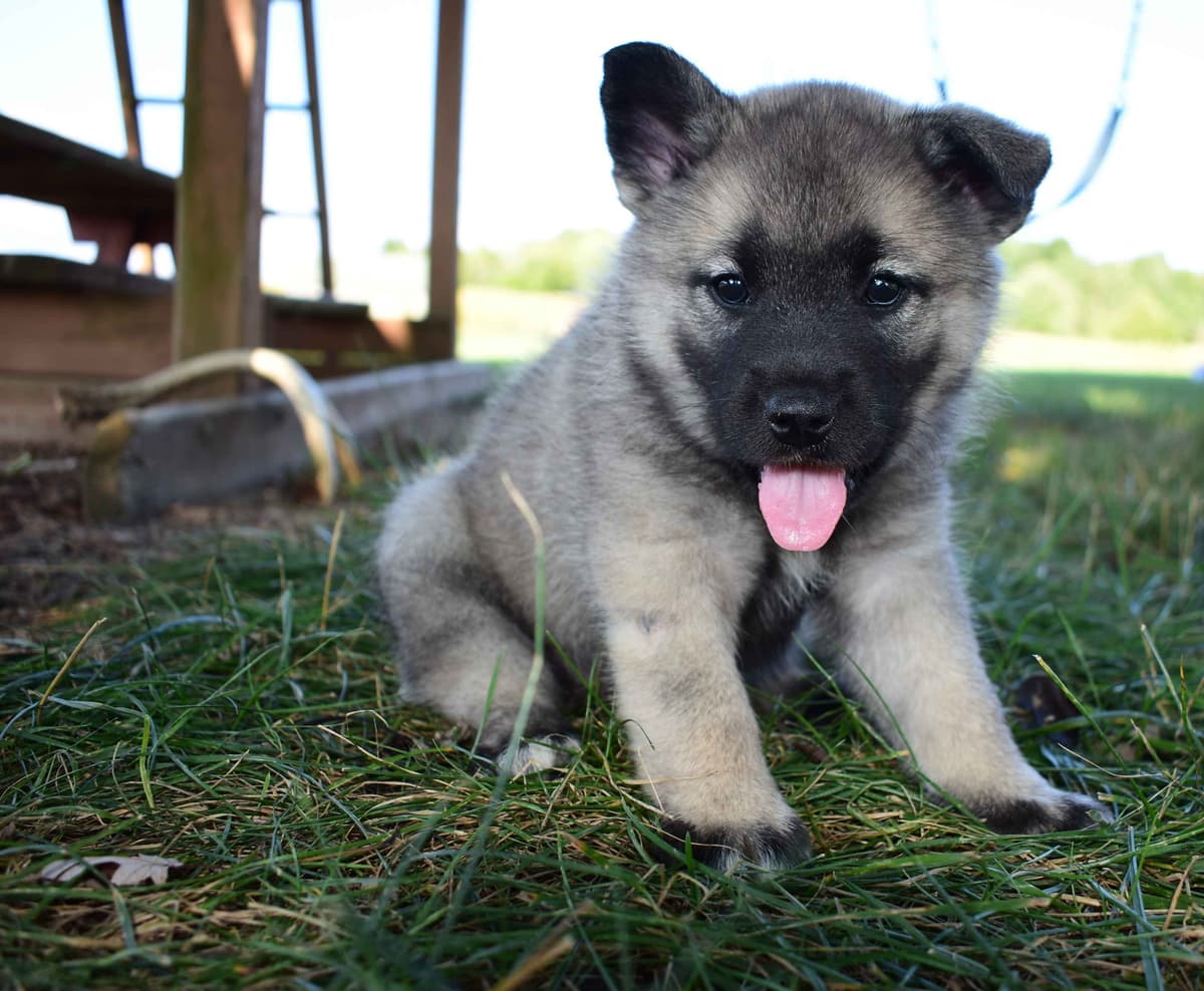 Norwegian Elkhound Puppies breeder image 4