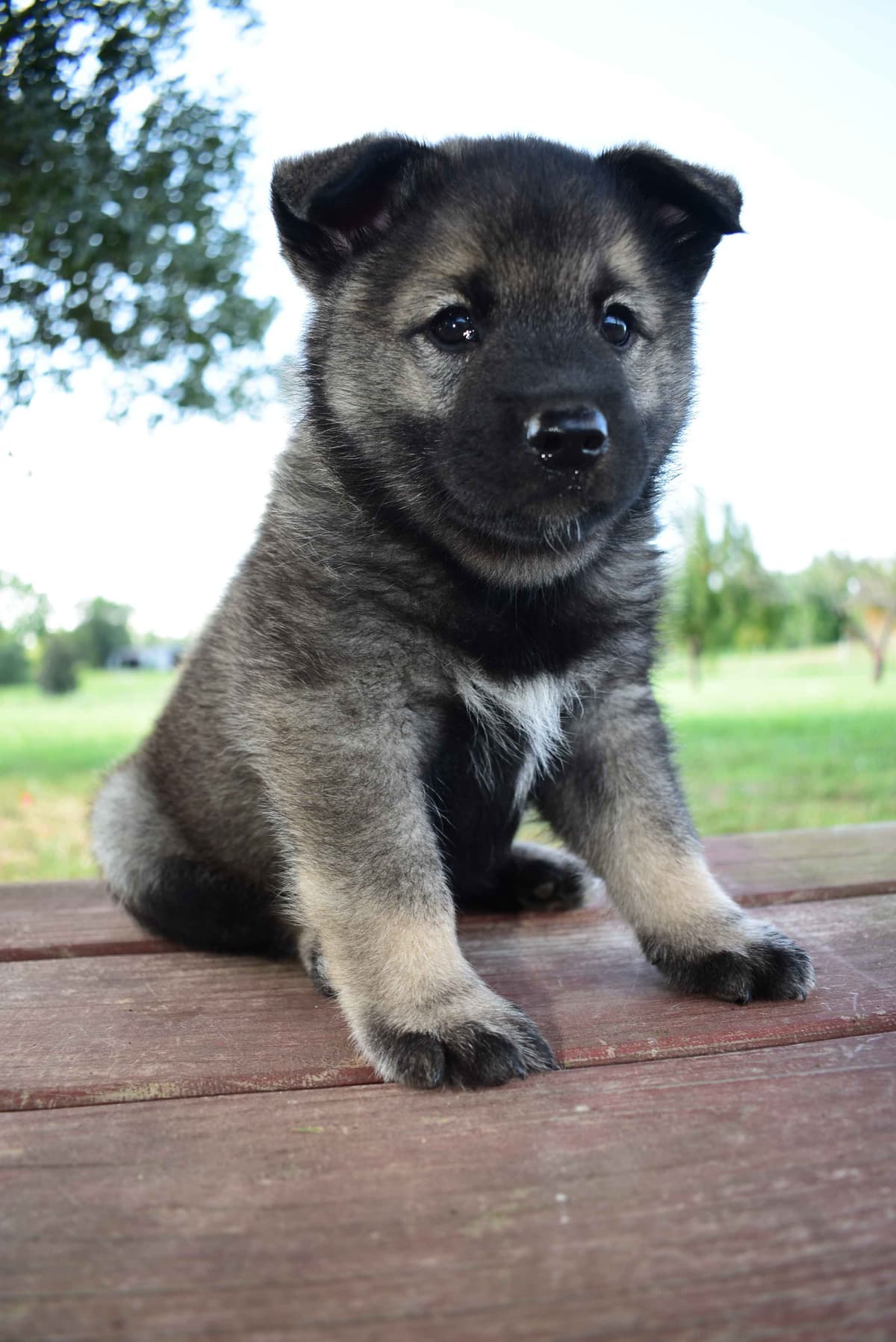 Norwegian Elkhound Puppies breeder image 5