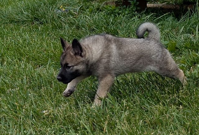Norwegian Elkhound Puppies media 11