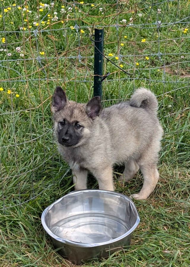 Norwegian Elkhound Puppies media 12