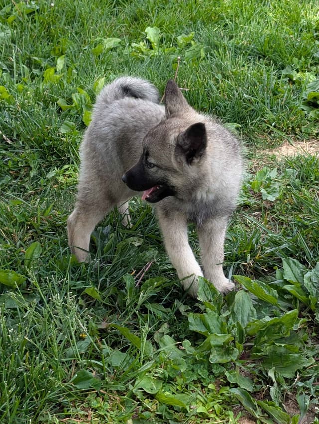 Norwegian Elkhound Puppies media 13